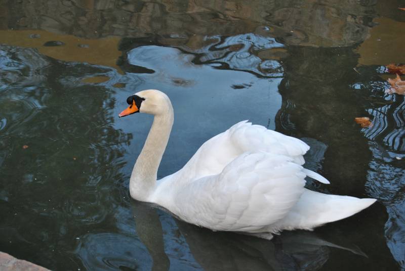 Cisne